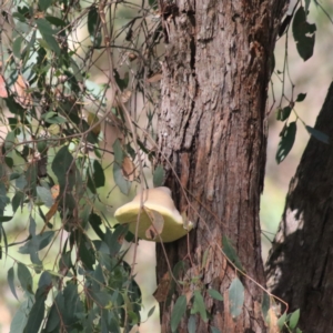 Laetiporus portentosus at Goulburn, NSW - 17 Feb 2022