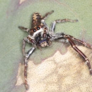 Sandalodes sp. (genus) at Holt, ACT - 16 Feb 2022 10:18 AM