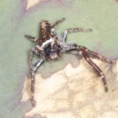 Sandalodes sp. (genus) at Holt, ACT - 16 Feb 2022 10:18 AM