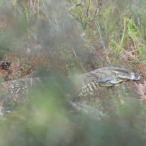 Varanus varius at Goulburn, NSW - suppressed