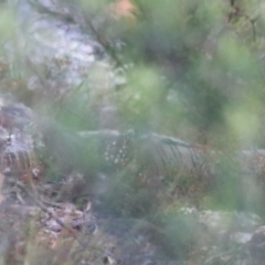 Varanus varius at Goulburn, NSW - suppressed