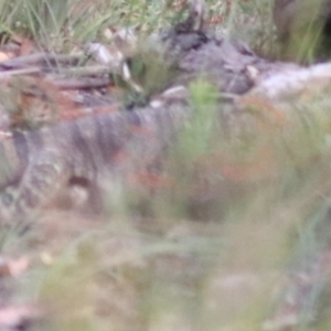 Varanus varius at Goulburn, NSW - 17 Feb 2022