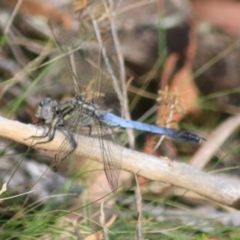 Orthetrum caledonicum (Blue Skimmer) at Goulburn, NSW - 17 Feb 2022 by Rixon