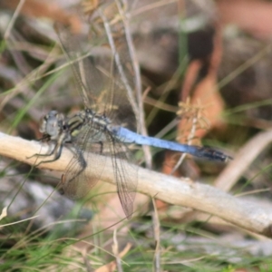 Orthetrum caledonicum at Goulburn, NSW - 17 Feb 2022