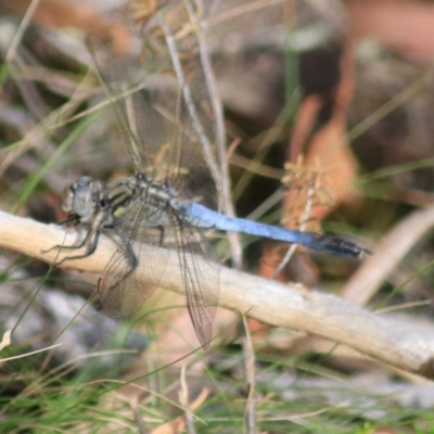 Orthetrum caledonicum (Blue Skimmer) at Goulburn, NSW - 17 Feb 2022 by Rixon