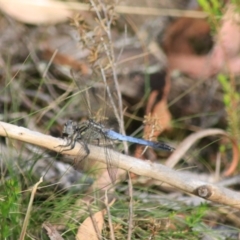 Orthetrum caledonicum at Goulburn, NSW - 17 Feb 2022 05:35 PM