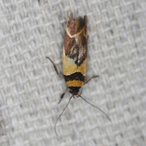 Macrobathra chrysotoxa at O'Connor, ACT - 13 Feb 2022 10:46 PM