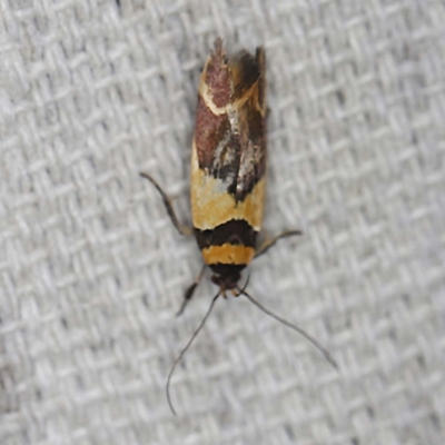 Macrobathra chrysotoxa (A Cosmet moth (Cosmopteriginae) at O'Connor, ACT - 13 Feb 2022 by ibaird