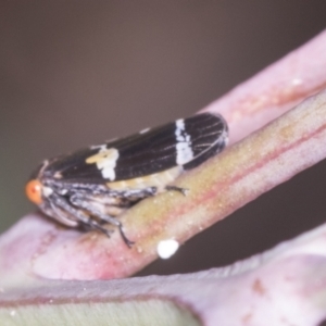 Eurymeloides punctata at Holt, ACT - 16 Feb 2022 10:19 AM