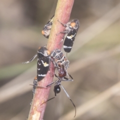 Eurymeloides punctata at Holt, ACT - 16 Feb 2022 10:19 AM