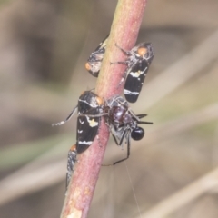 Eurymeloides punctata at Holt, ACT - 16 Feb 2022 10:19 AM