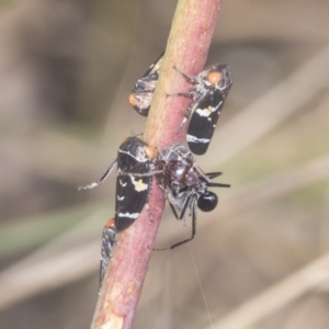 Eurymeloides punctata at Holt, ACT - 16 Feb 2022 10:19 AM