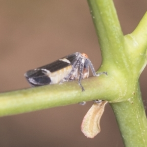 Eurymeloides punctata at Holt, ACT - 16 Feb 2022 10:19 AM