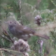 Acanthiza pusilla (Brown Thornbill) at Gorman Road Bush Reserve, Goulburn - 17 Feb 2022 by Rixon