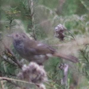 Acanthiza pusilla at Goulburn, NSW - 17 Feb 2022 05:43 PM