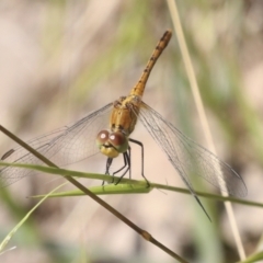 Diplacodes bipunctata (Wandering Percher) at Holt, ACT - 15 Feb 2022 by AlisonMilton