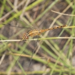 Diplacodes bipunctata at Holt, ACT - 16 Feb 2022 10:12 AM