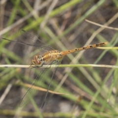 Diplacodes bipunctata at Holt, ACT - 16 Feb 2022 10:12 AM