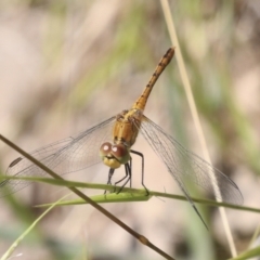 Diplacodes bipunctata at Holt, ACT - 16 Feb 2022