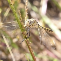 Orthetrum caledonicum (Blue Skimmer) at Ginninderry Conservation Corridor - 16 Feb 2022 by AlisonMilton