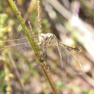 Orthetrum caledonicum at Coree, ACT - 16 Feb 2022 12:03 PM