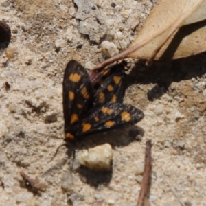 Asura cervicalis at Moruya, NSW - 17 Feb 2022