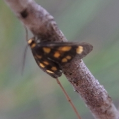 Asura cervicalis at Moruya, NSW - 17 Feb 2022