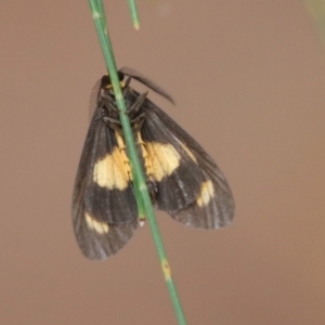 Asura cervicalis at Moruya, NSW - 17 Feb 2022