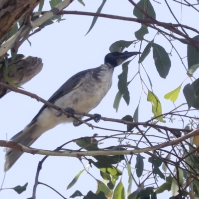 Philemon corniculatus (Noisy Friarbird) at Holt, ACT - 16 Feb 2022 by AlisonMilton