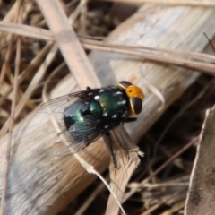 Rutilia (Ameniamima) argentifera (A Bristle fly) at Moruya, NSW - 17 Feb 2022 by LisaH