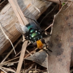 Rutilia (Ameniamima) argentifera at Moruya, NSW - suppressed