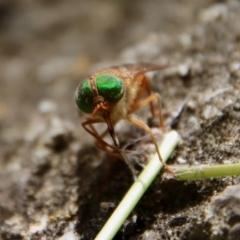 Unverified True fly (Diptera) by LisaH