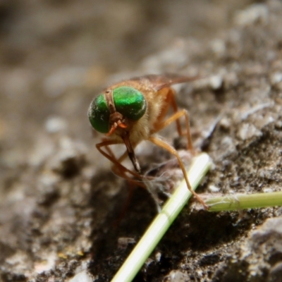 Unidentified True fly (Diptera) at Moruya, NSW - 17 Feb 2022 by LisaH