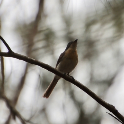 Myiagra rubecula (Leaden Flycatcher) at Broulee Moruya Nature Observation Area - 17 Feb 2022 by LisaH