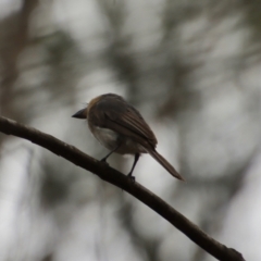 Myiagra rubecula at Moruya, NSW - 17 Feb 2022