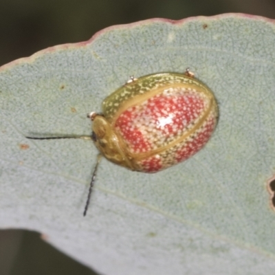 Paropsisterna fastidiosa (Eucalyptus leaf beetle) at Ginninderry Conservation Corridor - 15 Feb 2022 by AlisonMilton