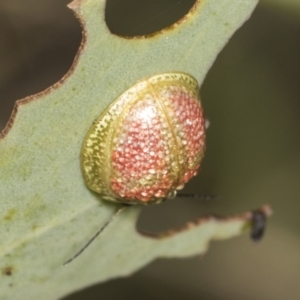 Paropsisterna fastidiosa at Coree, ACT - 16 Feb 2022 10:56 AM