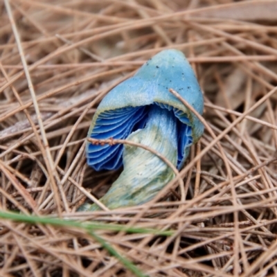 Entoloma virescens (Sky-blue Pinkgill) at Moruya, NSW - 17 Feb 2022 by LisaH