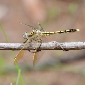 Orthetrum caledonicum at Moruya, NSW - 17 Feb 2022