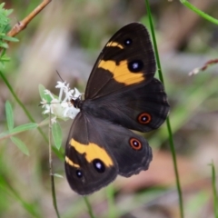 Tisiphone abeona (Varied Sword-grass Brown) at Moruya, NSW - 17 Feb 2022 by LisaH