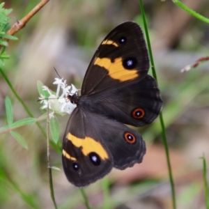 Tisiphone abeona at Moruya, NSW - suppressed