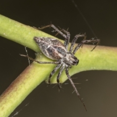 Oxyopes sp. (genus) (Lynx spider) at Holt, ACT - 16 Feb 2022 by AlisonMilton