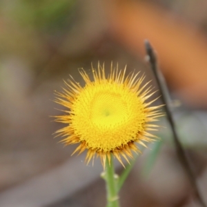 Coronidium oxylepis at Moruya, NSW - 17 Feb 2022