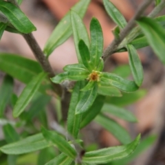 Coronidium oxylepis at Moruya, NSW - suppressed