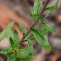 Coronidium oxylepis at Moruya, NSW - 17 Feb 2022