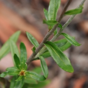 Coronidium oxylepis at Moruya, NSW - 17 Feb 2022