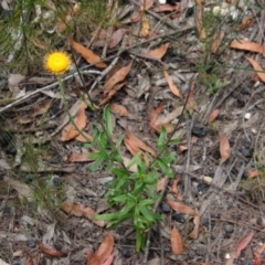 Coronidium oxylepis at Moruya, NSW - 17 Feb 2022