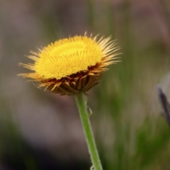 Coronidium oxylepis at Moruya, NSW - suppressed