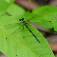 Austroargiolestes icteromelas (Common Flatwing) at Moruya, NSW - 17 Feb 2022 by LisaH