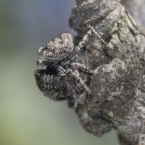 Servaea villosa at Holt, ACT - 16 Feb 2022 10:00 AM